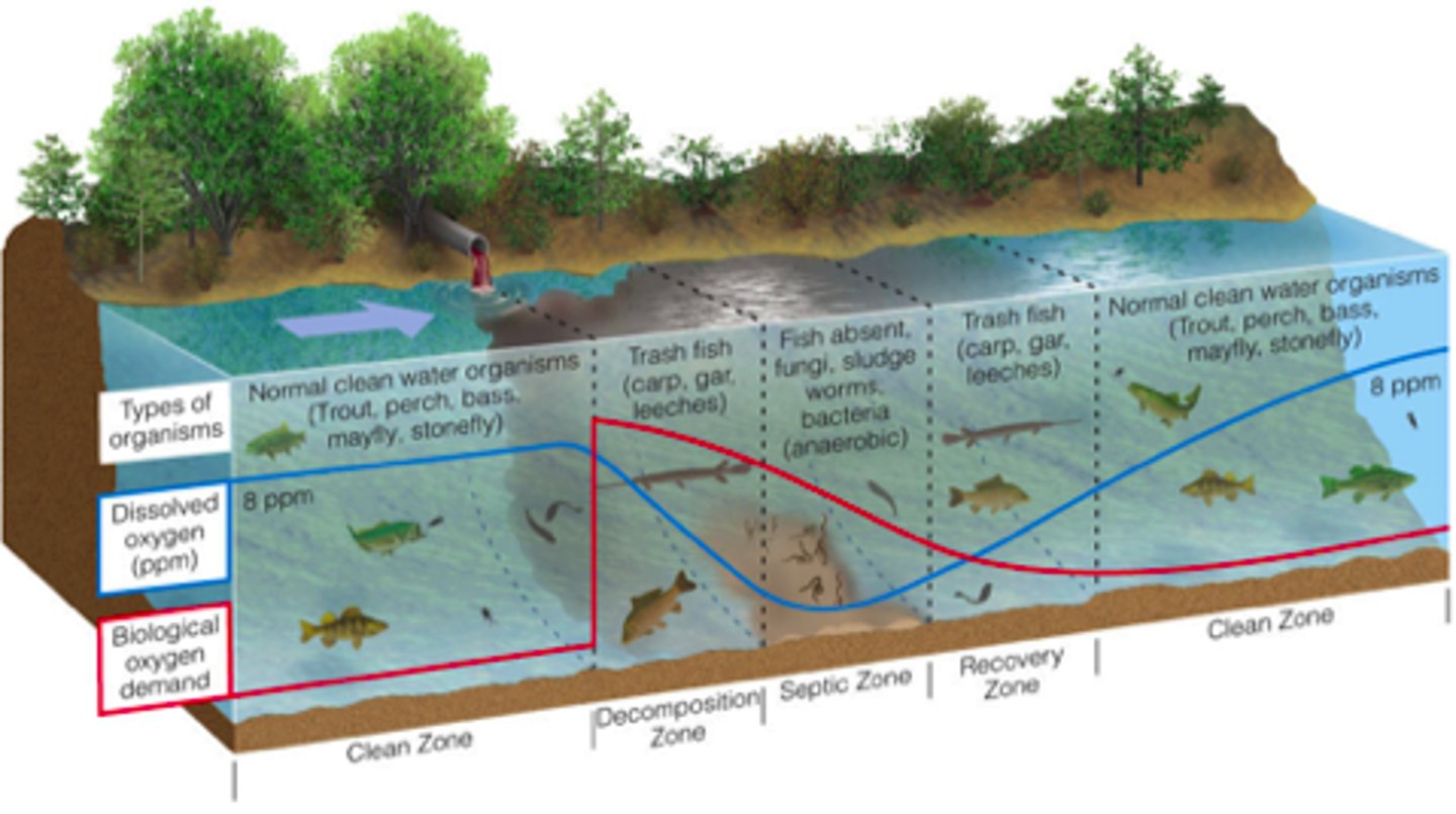 <p>Directly after point of discharge, high to diminishing oxygen demand, diminishing dissolved oxygen.</p>
