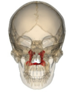 <p>L-shaped bones that form posterior aspect of hard palate</p><p></p>