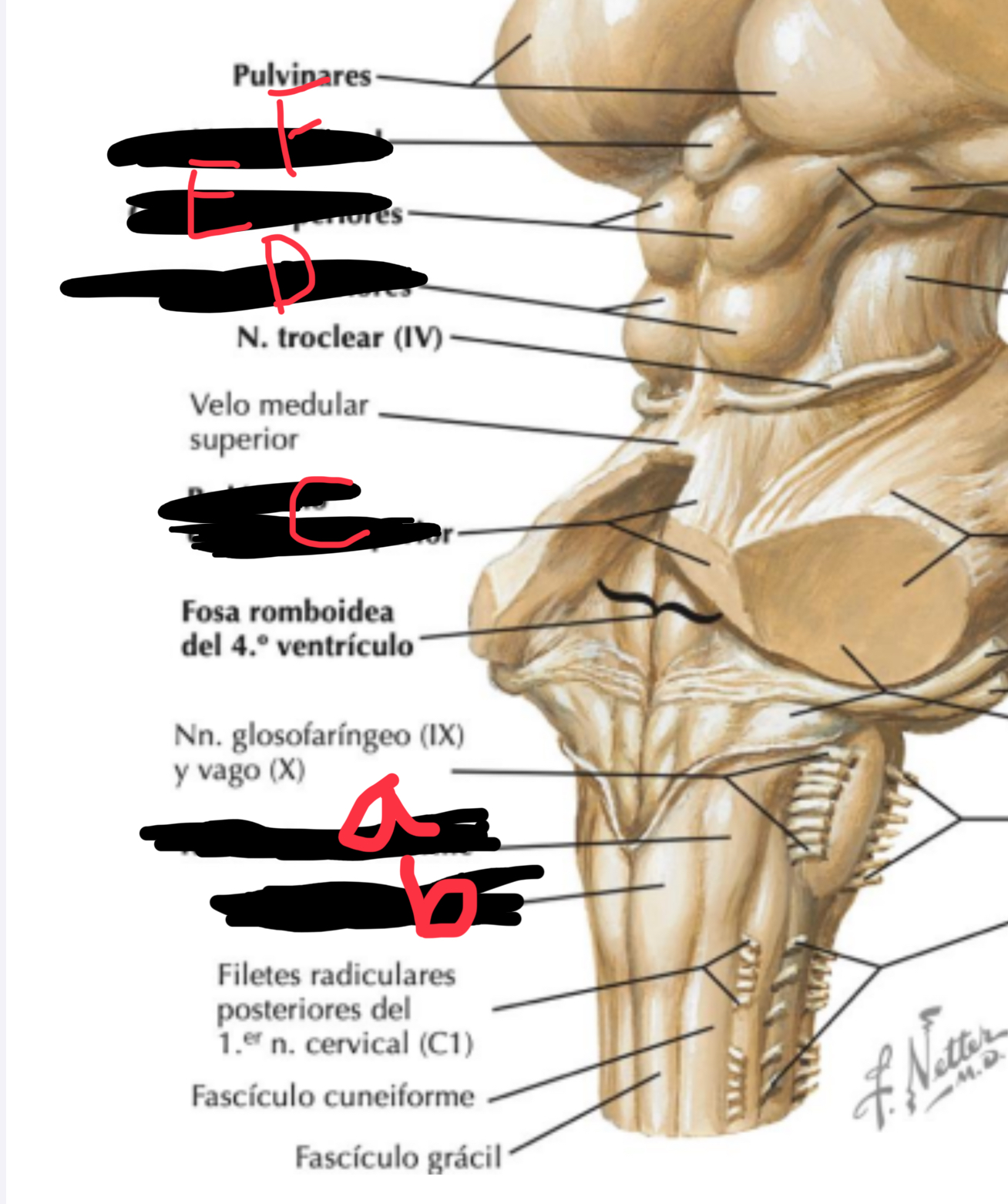 <p>Estructura A</p>