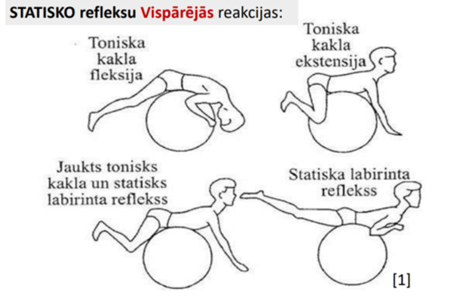 <p>toniska kakla fleksija un ekstensija</p><p>jaukts tonisks kakla un statisks labirinta reflekss</p><p>statiska labirinta reflekss</p>