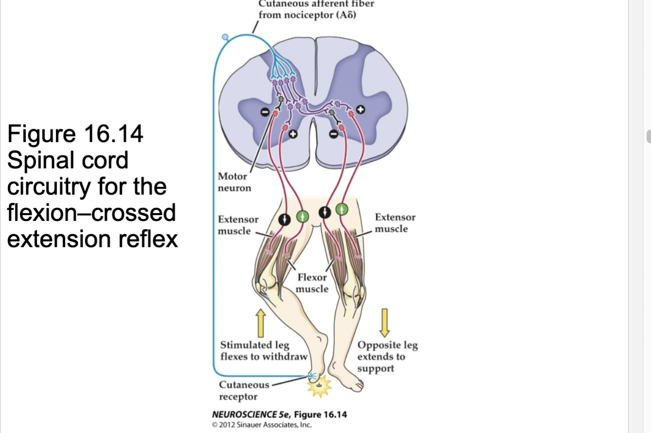 <p>Figure 16.14- Spinal Cord circuitry for the flexion-crossed extension reflex</p>