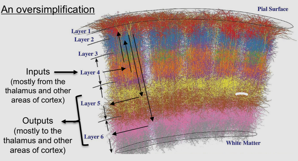 <ul><li><p>it is where sensory information enters conscious awareness</p></li><li><p>It is where our understanding of the world is formed and where we decide how to purposefully move in the world</p></li><li><p>It is not made up of distinct nuclei (except in birds)</p></li><li><p>It is a multilayered structure (6 layers in mammals, 3 in reptiles)</p></li><li><p>Neurons are interconnected between layers in a way that gives rise to cortical columns, which are thought to be partially distcint functional units</p></li></ul><p></p>