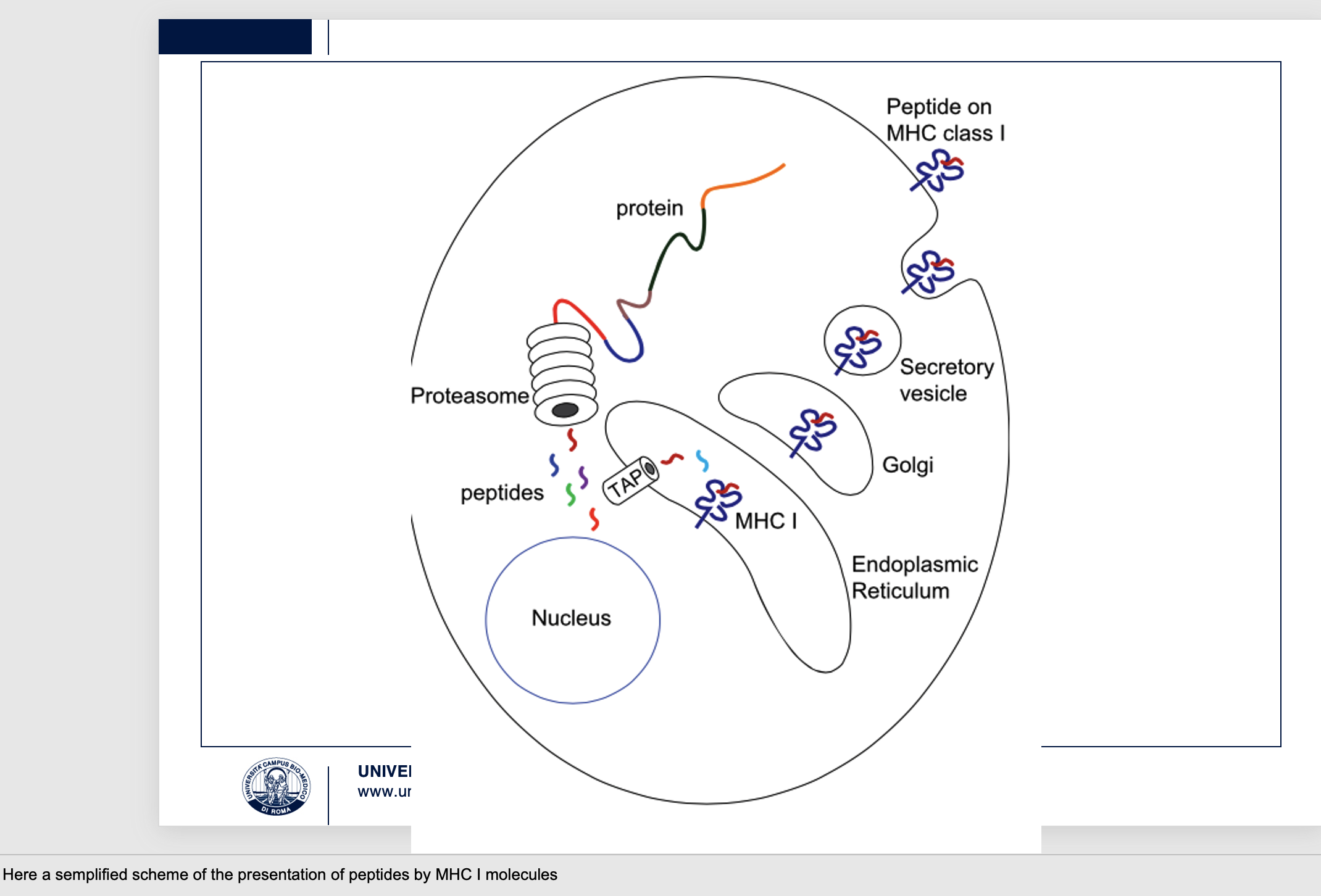 <p>Here a semplified scheme of the presentation of peptides by MHC I molecules</p><p>The image depicts the <strong>MHC Class I antigen presentation pathway</strong>.</p><ol><li><p><strong>Protein Degradation:</strong> <strong>Endogenous proteins</strong> (e.g., viral proteins, abnormal self-proteins) are ubiquitinated and degraded into <strong>peptides</strong> by the <strong>proteasome</strong> in the cytoplasm.</p></li><li><p><strong>Peptide Transport:</strong> These peptides are then transported into the <strong>Endoplasmic Reticulum (ER)</strong> by the <strong>TAP</strong>(Transporter Associated with Antigen Processing) complex.</p></li><li><p><strong>MHC I Loading:</strong> Inside the ER, newly synthesized <strong>MHC Class I</strong> molecules bind to these peptides.</p></li><li><p><strong>Surface Presentation:</strong> The peptide-loaded MHC Class I complex then transits through the <strong>Golgi</strong> apparatus and is transported via a <strong>secretory vesicle</strong> to the cell surface, where the <strong>peptide on MHC Class I</strong> is displayed.</p></li></ol><p>This process allows the cell to present internal "self" or "non-self" (e.g., viral) peptides to <strong>CD8+ T cells</strong>. CD8+ T cells recognize these complexes and, if the peptide is foreign, can trigger an immune response to eliminate infected or abnormal cells, which is crucial for combating intracellular pathogens.</p>
