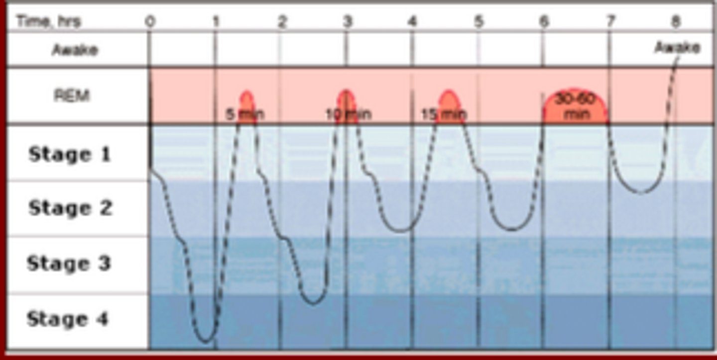 <p>Have cycles that occur more than once every 24 hours.</p>