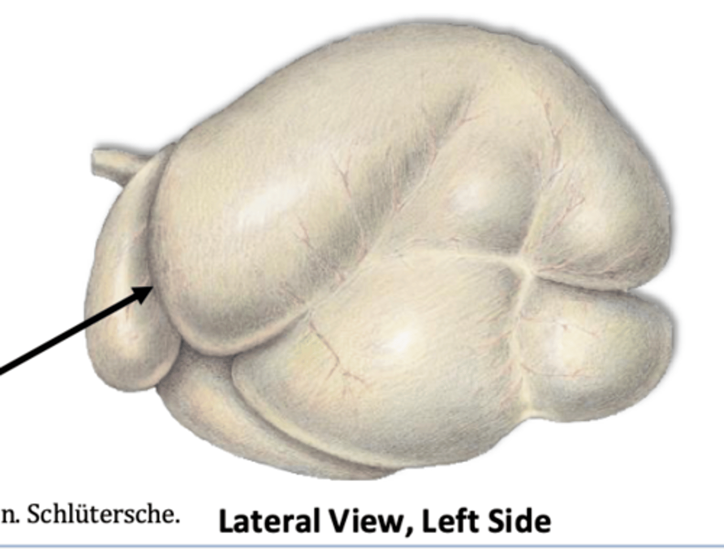 <p>what structure indicated here externally corresponds with the ruminoreticular fold</p>