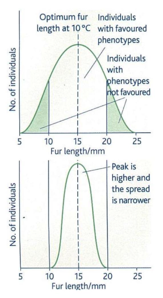 <ul><li><p>environment is not changing (stable)</p></li><li><p><span>Natural selection favours those organisms with alleles for characteristics towards the middle of the range e.g. fur length. These organisms survive to breed and pass on their alleles to the next generation.</span></p></li><li><p><span>Organisms with alleles for the extremes of this range i.e. short or long fur length are less likely to survive and breed and so are less likely to pass on their alleles to the next generation.</span></p></li><li><p><span>Therefore a similar range of fur length with the same mean fur is maintained generation after generation i.e. stabilising selection.</span></p></li></ul><p></p>
