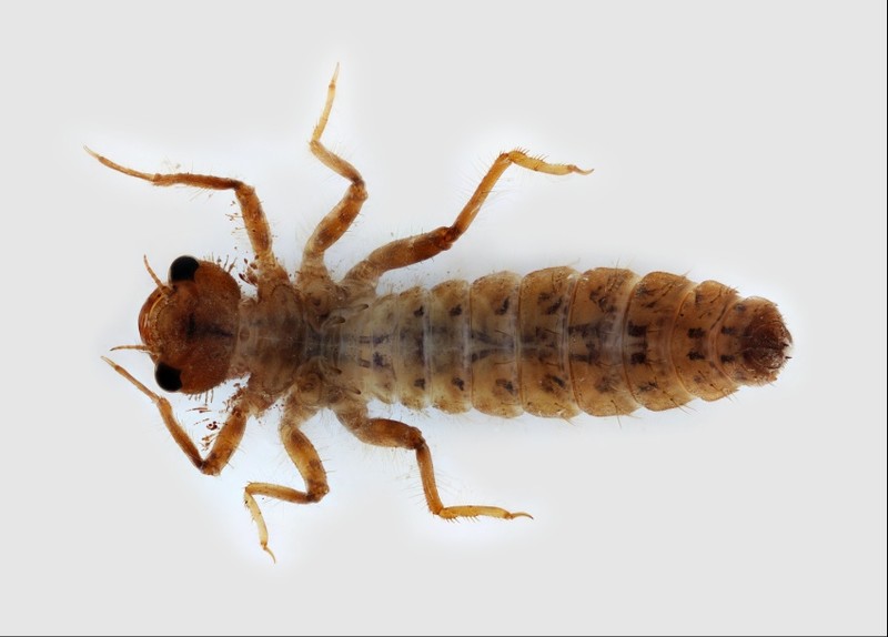 <p>large eyes, three pairs of legs, wing pads on thorax,&nbsp;Class Insecta</p>