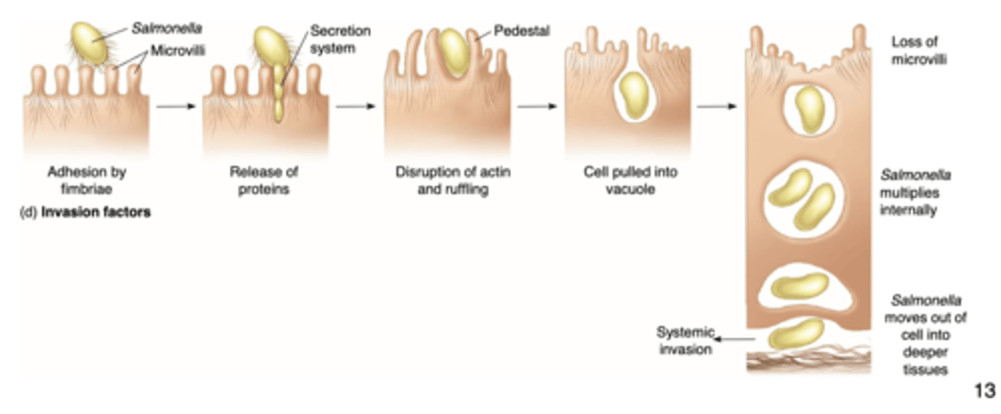 <p>pathogens produce a secretion system to</p><p>insert specialized virulence proteins directly into the host cells,</p><p>- ex. Salmonella</p>