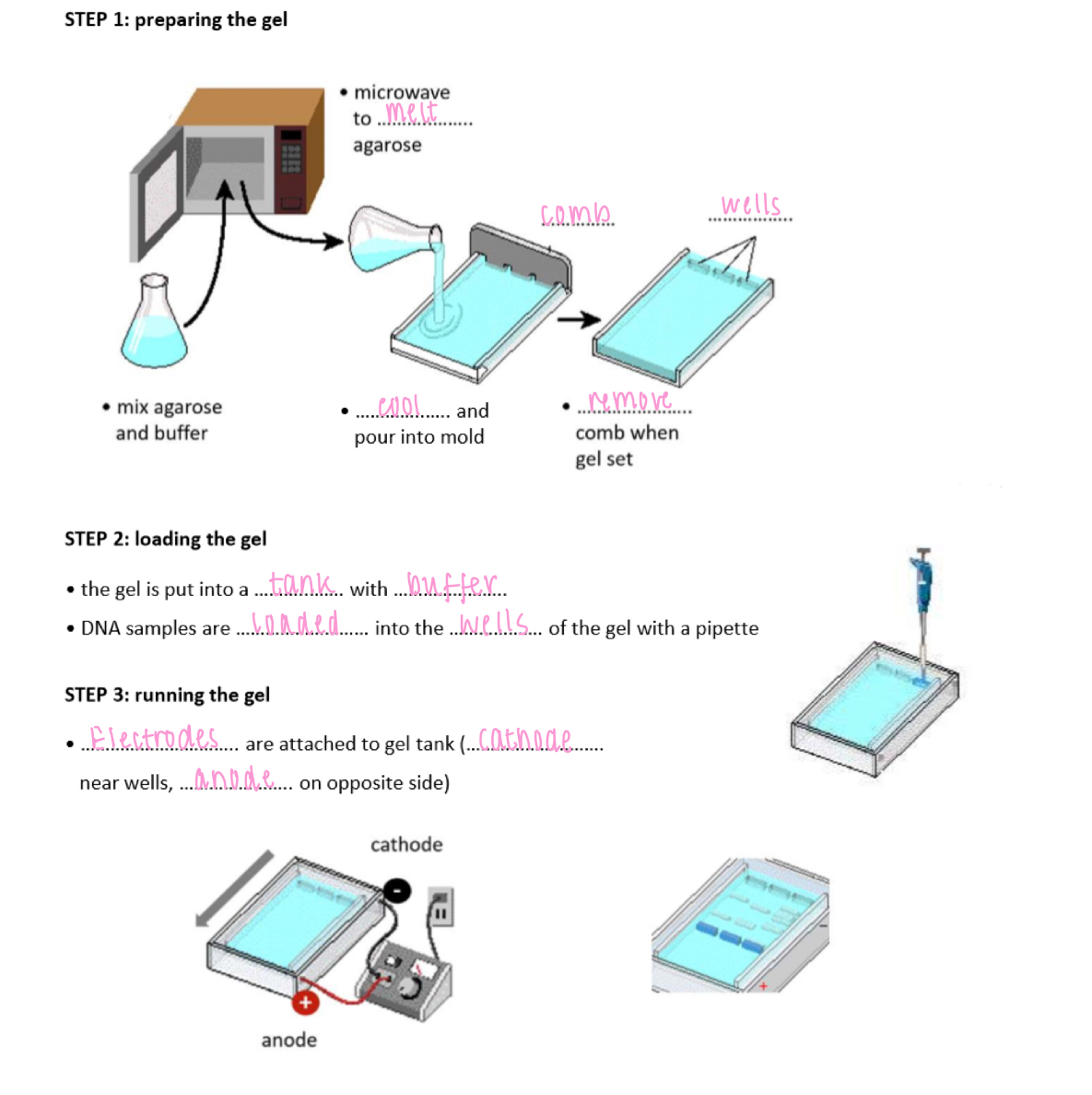 <p>1. prepare the gel</p><p>2. load the gel</p><p>- pour the gel into the tank w/ buffer</p><p>- DNA samples are loaded into the wells of the gel w/ a pipette</p><p>3. running the gel</p><p>- electrodes are attached to the gel tank (cathode = near wells, anode = opposite side)</p>