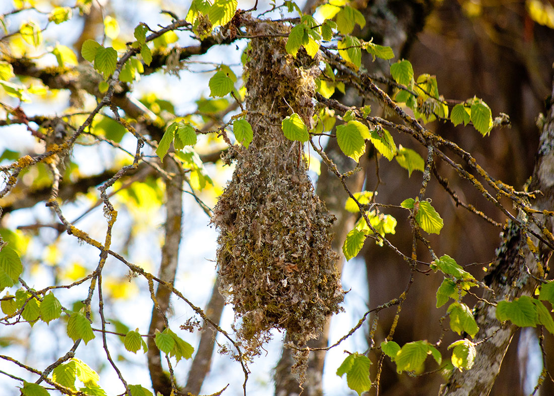 Elaborate hanging structures, almost ‘woven’ in construction