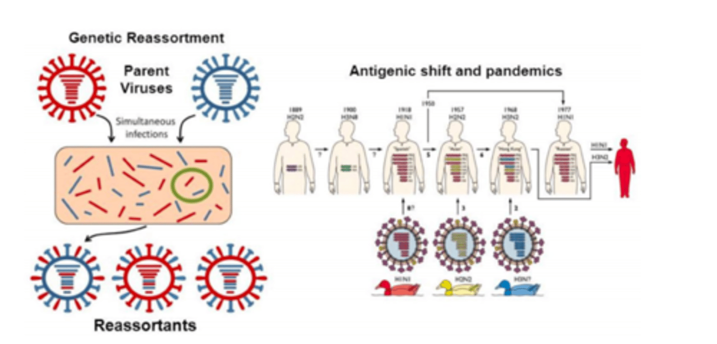 <p>genetic reassortment</p><p>antigenic shift and pandemics</p><p>no immunity in humans against new IVA HA proteins on virus surface</p><p>- pandemics are caused by new IVA that have evolved by antigenic shift</p>