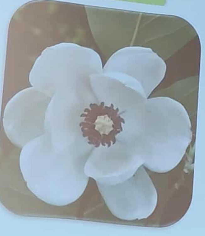 <p>Jaka korona? </p>