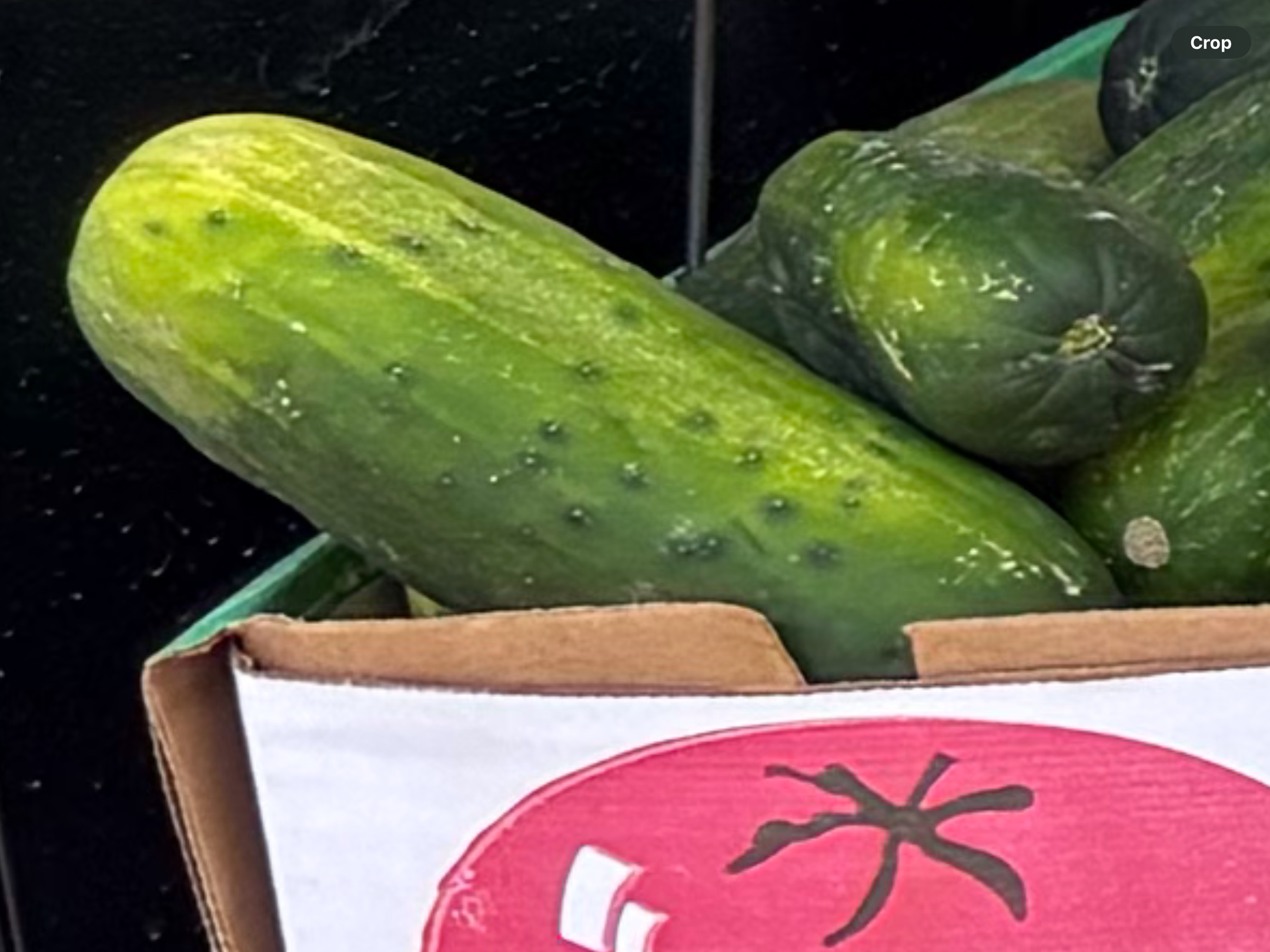 <p>XL pickles</p>