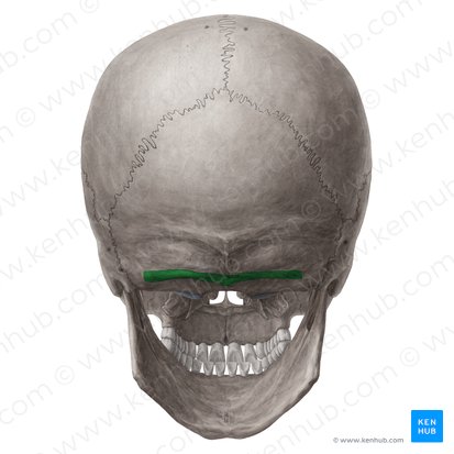<p>Which bone landmark of skull is a horizontal line inferior to the superior nuchal line?</p>