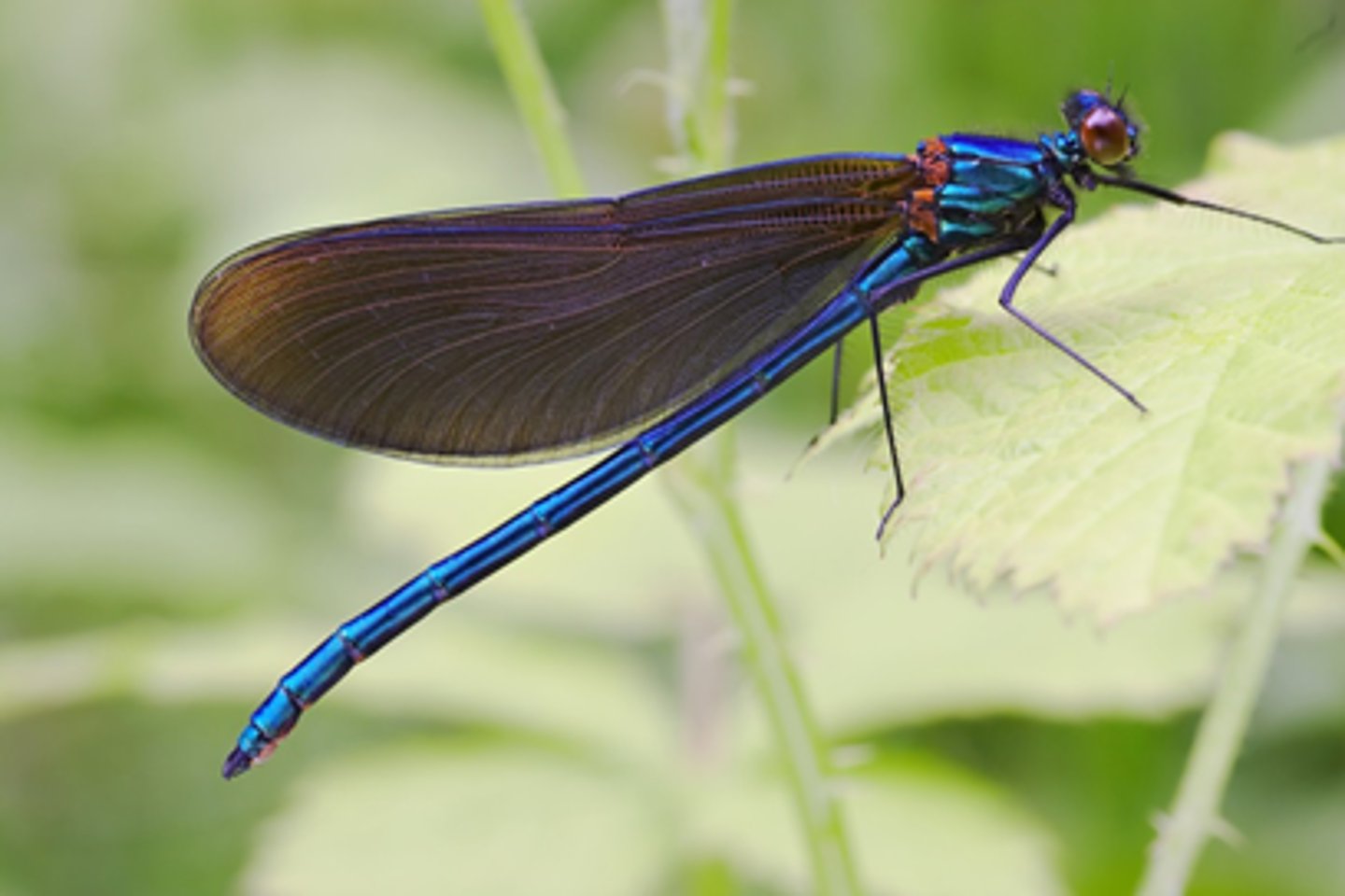 <p>•Suborder Zygoptera</p><p>•Broad-winged damselflies</p><p>•Wings not stalked at base</p><p>•Wings similar in shape, appear broad</p><p>•More than 10 antenodal crossveins</p><p>•Wings often with brown, black, or red markings</p><p>•Often metallic</p>