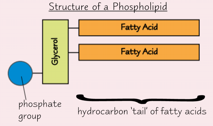 <ul><li><p>Found in<strong> cell membrane</strong></p></li><li><p>1 fatty acid replaced by<strong> phosphate group</strong></p></li><li><p>Phosphate group <strong>hydrophilic</strong> (attracts water)</p></li></ul><p></p>