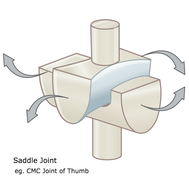 <p>Typically allow extensive motion primarily in two planes. Each partner of the has two surfaces: one concave and one convex. Curved surfaces are oriented approximately at right angles, producing stability. (Sternoclavicular Joint)</p>