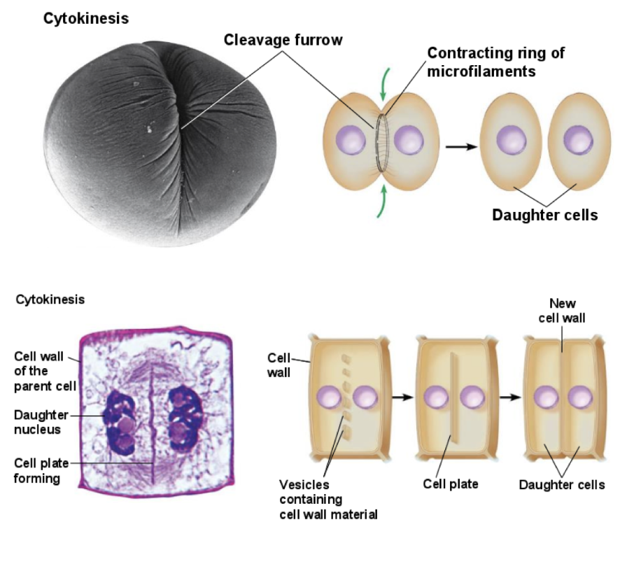 <p>It is different in animal and plant cells because animal cells form a cleavage furrow that pinches the cell in two, while plant cells build a cell plate that develops into a new cell wall between the two daughter cells.</p>