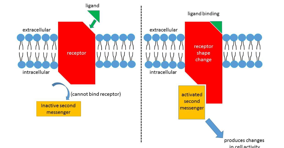 <p>Binding between signal molecule (ligand) + specific receptor. Receptor protein changes shape and initiates a transduction signal.</p>