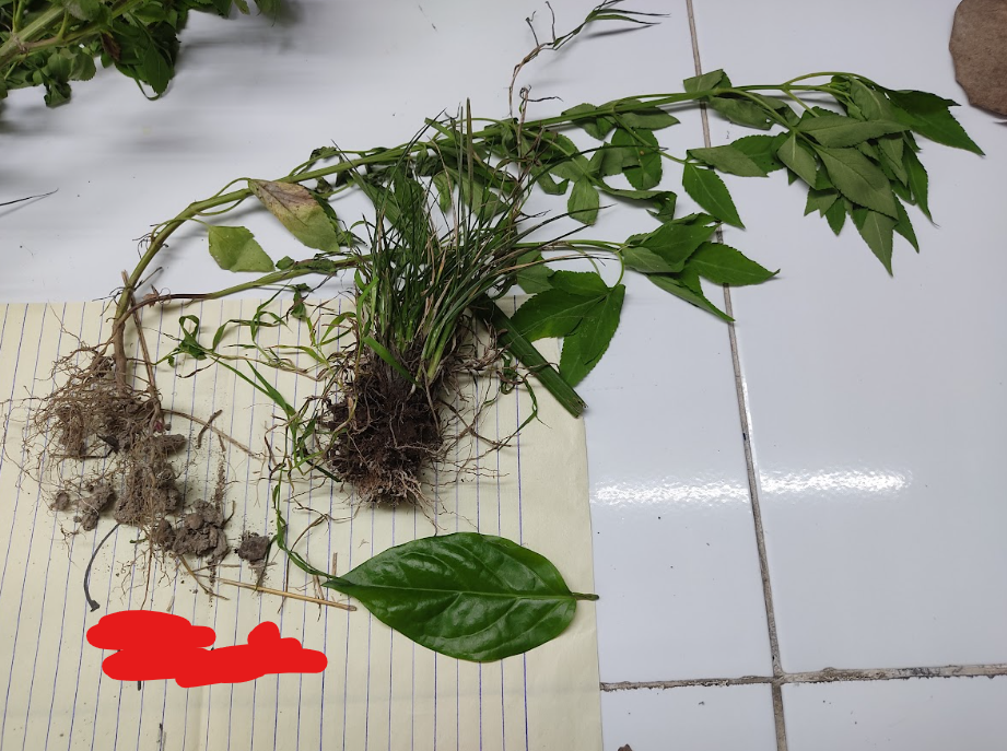 <p>consists of a a large, central, dominant root growing downward from the crown</p>