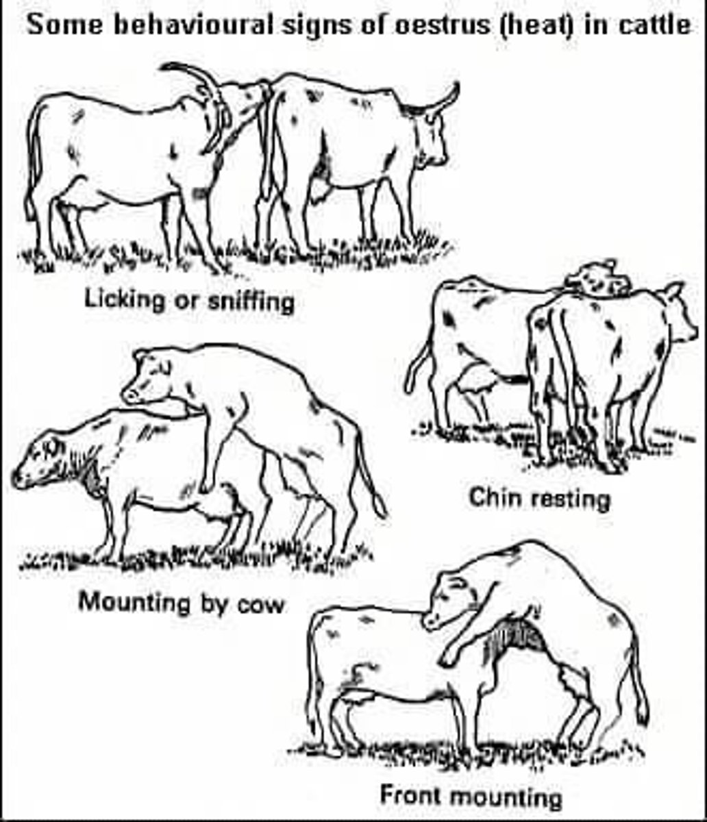 <p>The noun for the period of sexual receptivity in female livestock.</p>