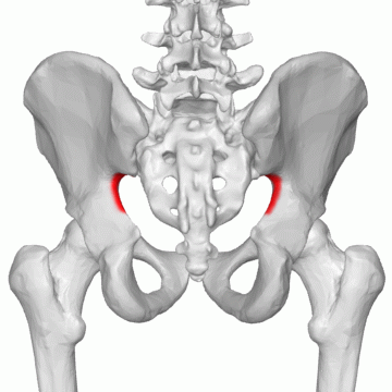 <p>Forms the greater sciatic foramen with sacrotuberous and sacrospinous ligament.</p>