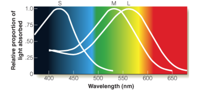 <p>Physiological Evidence</p>