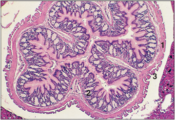 <p>Identify the structure:</p><p>Specie:</p><p>Parts:</p><p>1.__ 2.__ 3.__</p><p>Stain used:</p>