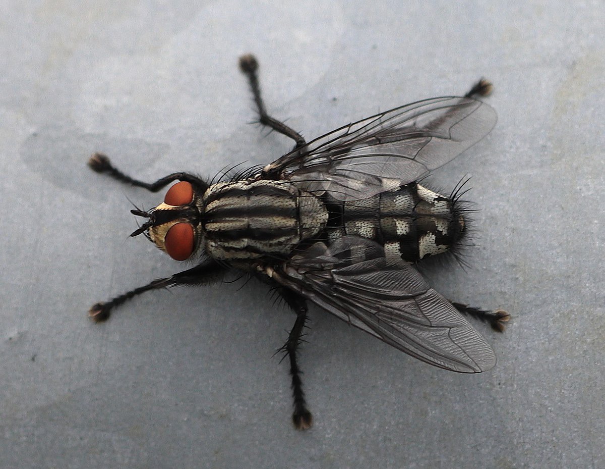 <p>Which subphylum does this organism belong to?</p>
