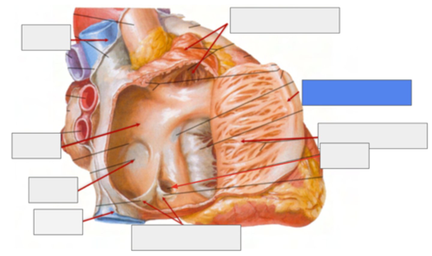 <p>Crista terminallis</p><p>ANATOMICAL LANDMARK indicates the transition between the original embryological parts of the atrium.</p>