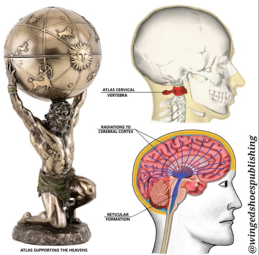 <p>The first cervical vertebra, known as the atlas, supports the skull and allows for nodding movements of the head.</p>