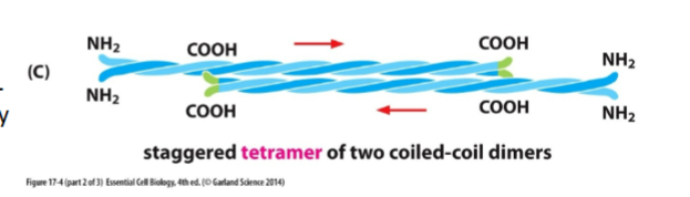 <ul><li><p>Two dimers <strong>anti-parallel</strong> (opposite directions)</p></li><li><p>Ends look the same → <strong>NO polarity</strong></p></li></ul><p></p>