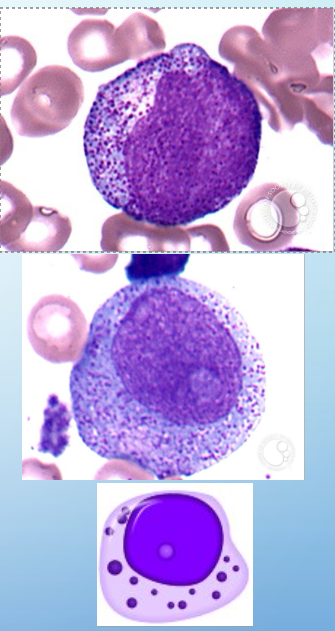 <p>promyelocytes</p>