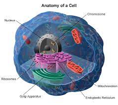 <p>A cellular structure consisting of one DNA molecule and associated protein molecules. A duplicated chromosome has two protein molecules. (In some contexts, such as genome sequencing, the term may refer to the DNA alone.) A eukaryotic cell typically has multiple, linear chromosomes, which are located in the nucleus. A prokaryotic cell often has a single, circular chromosome, which is found in the nucleoid, a region that is not enclosed by a membrane; The complex of DNA and proteins that makes up eukaryotic chromosomes. When the cell is not dividing, chromatin exists in its dispersed form, as a mass of very long, thin fibers that are not visible with a light microscope. </p>