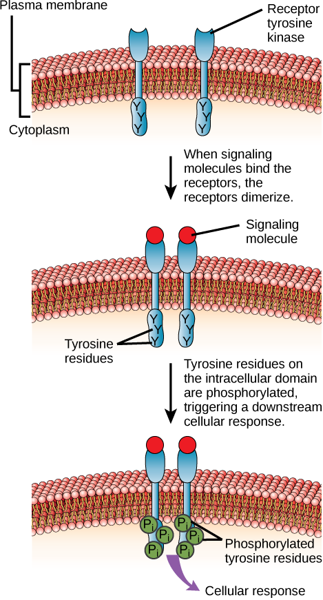 <p><span>Receptor Tyrosine Kinase Proteins</span></p>