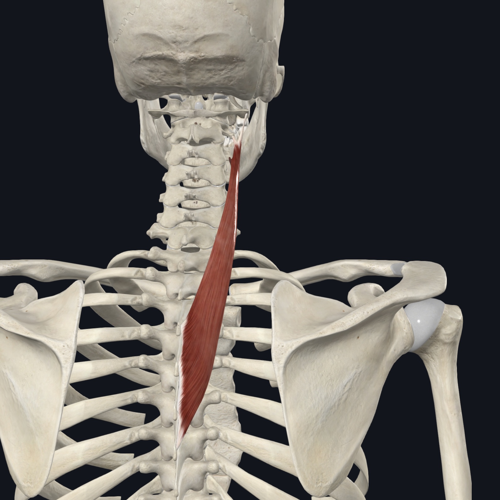 <p>Posterior rami of spinal nerves</p>