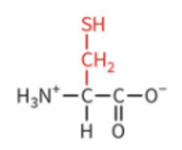<ul><li><p>polar, uncharged</p></li><li><p>can form covalent bond to make a disulfide link</p></li></ul><p></p>