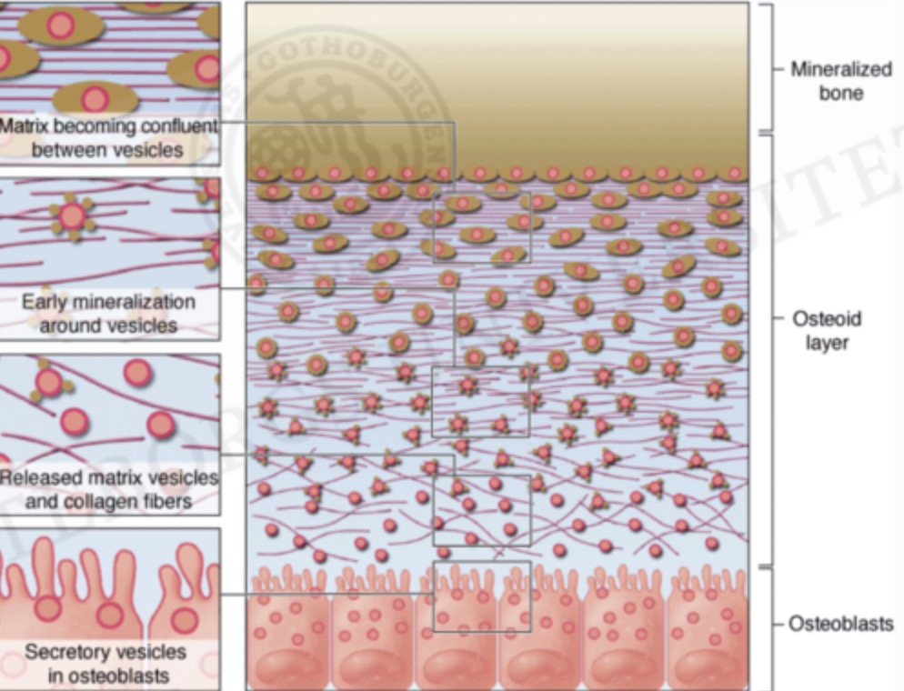 <p><span>1. </span><strong><mark data-color="blue" style="background-color: blue; color: inherit"><u>Osteoblaster</u></mark></strong><span> producerar </span><strong><mark data-color="green" style="background-color: green; color: inherit">osteoid</mark></strong><span> och släpper ut </span><strong><mark data-color="green" style="background-color: green; color: inherit">osteocalcin</mark></strong><span> och </span><strong><mark data-color="green" style="background-color: green; color: inherit">osteopontin</mark></strong><span> som hjälper att förankra </span><strong><mark data-color="green" style="background-color: green; color: inherit">kalcium</mark> </strong><span>(diffunderat från blodkärl) i matrixen</span><br><br><span>2. </span><u>Osteoblaster</u><span> släpper ut </span><strong><mark data-color="purple" style="background-color: purple; color: inherit">matrixvesiklar</mark></strong><span> innehållande höga koncentrationer </span><strong><mark data-color="purple" style="background-color: purple; color: inherit">alkalisk fosfats</mark> </strong><span>(ALP) som bryter ned pyrofosfat vilket frigör </span><strong><mark data-color="purple" style="background-color: purple; color: inherit">fosfatjoner</mark></strong><br><br><span>3. Inuti matrixvesiklarna kombineras kalciumjoner - och fosfatjoner för att bilda </span><strong><mark data-color="red" style="background-color: red; color: inherit">hydroxyapatitkristaller</mark></strong><br><br><span>4. Hydroxiapatitkristallerna växer och bryter sig ur vesiklarna (spricker) och </span><strong><mark data-color="red" style="background-color: red; color: inherit"><u>sprids i matrixen</u></mark></strong><span> där de </span><strong>utfälls</strong><span> och </span><strong>fäster</strong><span> vid </span><strong><mark data-color="yellow" style="background-color: yellow; color: inherit">kollagenfibrerna</mark></strong><span> mha </span><u>osteocalcin</u><span> och </span><u>osteopontin</u><span> vilket skapar en </span><u>stark struktur</u><br><br><span>5. Fler </span><u>kristaller bildas</u><span> och benet förtjockas och förstärks gradvis</span></p><p></p>