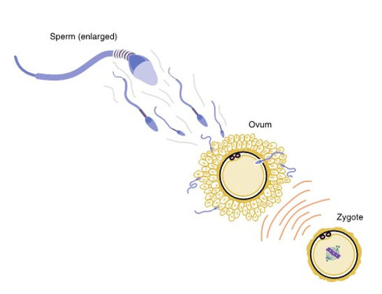 <p>fertilized egg</p>