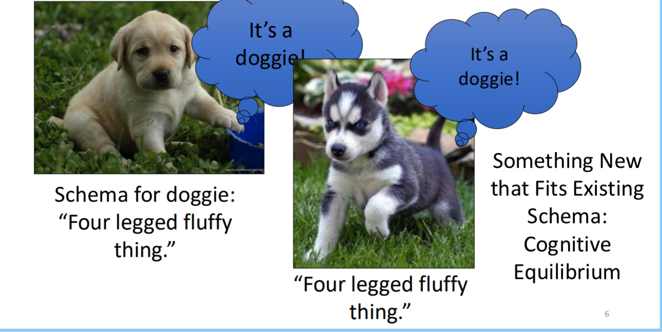 <ul><li><p>interpret new experiences with existing schemes.</p></li><li><p>Cognitive equilibrium achieved because this four legged fluffy thing is the same as what I already know as a dog</p></li></ul><p></p>