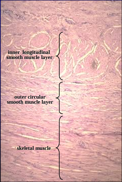 <p>Equine pelvic urethra. </p><p>The thick tunica muscularis is seen at a higher magnification. It is composed of inner and outer layers of smooth muscle and an outer layer of circularly arranged striated skeletal muscle, the urethralis muscle.</p>