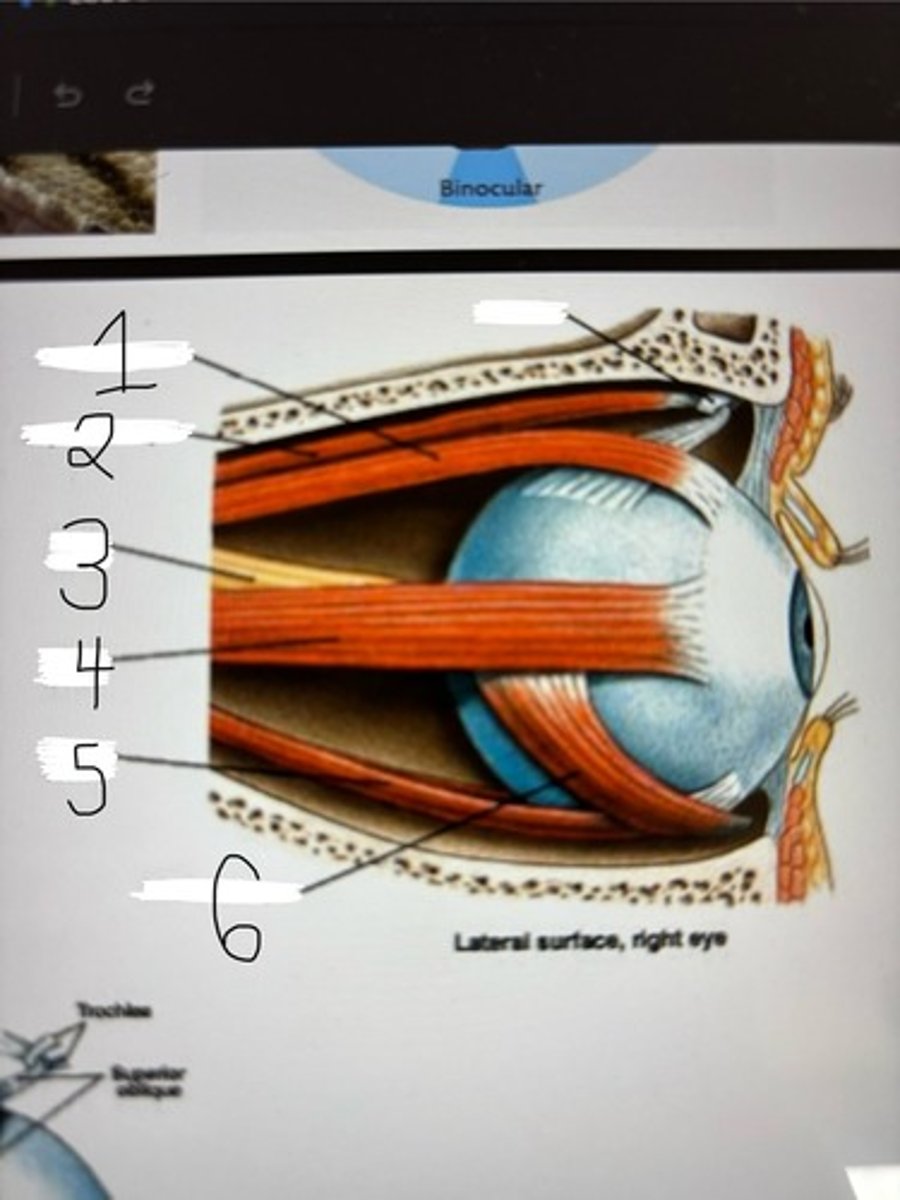<p>muscles of the right eye, lateral view</p>