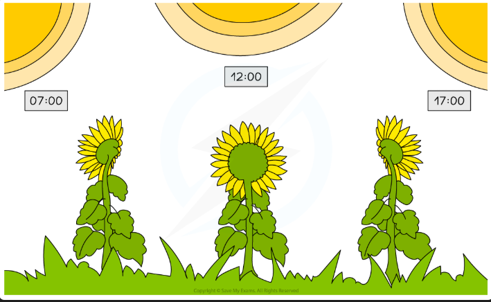 <p><strong>An action by an organism causing a change of position </strong>or place. For example, sunflowers track the sun and so change their orientation throughout the day</p>