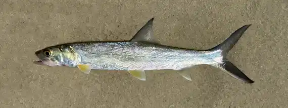<p>Silver color on body, with a blueish back</p><p>Head small and pointed</p><p>Mouth terminal (at the very front of head)</p><p>Slender body with small scales</p><p>Last dorsal ray not extended into long filament</p><p>small scales</p>