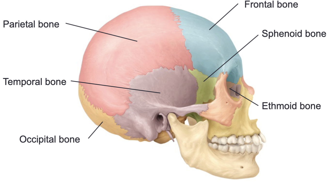 <p>Frontal bone, parietal bone, temporal bone, occipital bone, sphenoid bone, ethmoid bone</p>