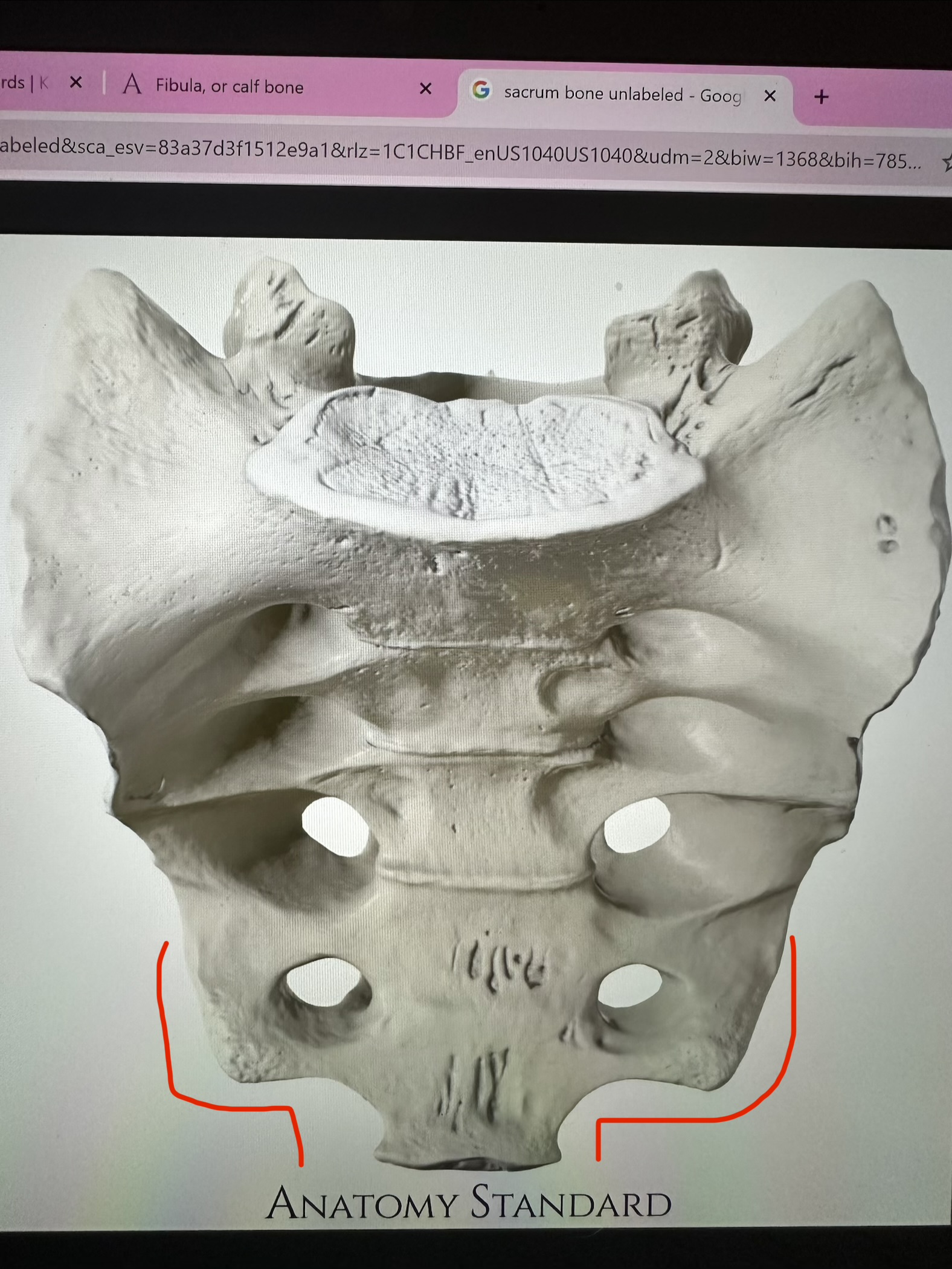<p>sacrum, curvy edges near bottom</p>