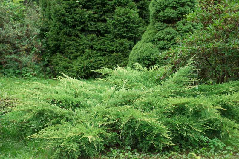 <p>Juniperus Horizontalis</p>