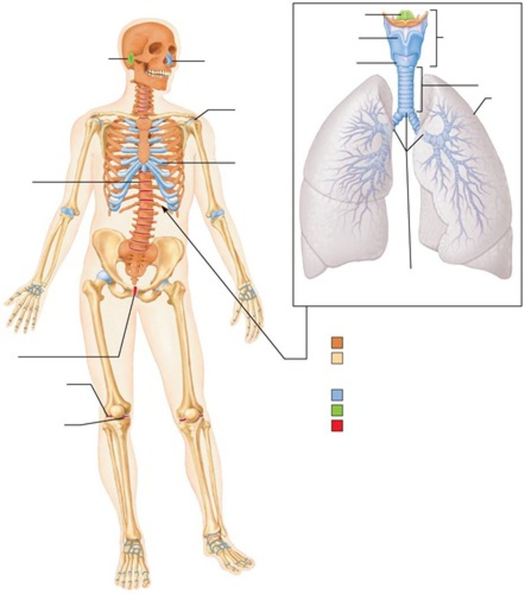 <p>Consists of the long axis of the body, including the skull, vertebral column, and rib cage.</p>