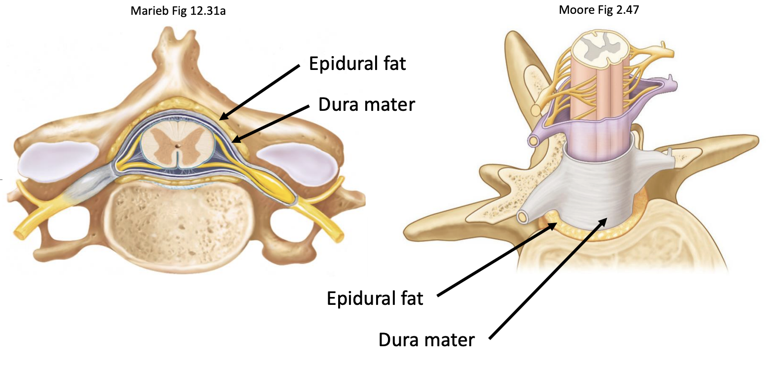 <ul><li><p>Found in the epidural space of the vertebral canal</p><ul><li><p>‘Epi’ - On top</p></li><li><p>‘Dura’ - Dura mater</p></li><li><p>Epidural space - Space above the dura mater</p></li></ul></li></ul><p></p><p>Functions:</p><ul><li><p>Shock-absorption</p></li><li><p>Protects spinal cord from bumps &amp; pressure</p></li><li><p>Supports blood vessels</p></li><li><p>Stabilises spinal cord</p></li></ul><p></p>