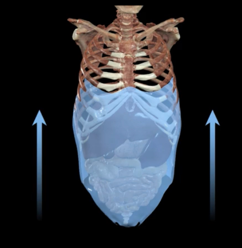 <p>What occurs to the abdominal muscle during forced expiration?</p>